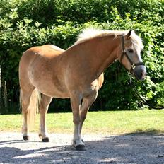 Haflinger MayBee + RIP +