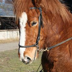 Islænder Raudblesi fra Læsø
