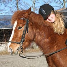 Islænder Raudblesi fra Læsø
