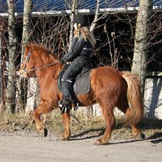 Islænder Raudblesi fra Læsø
