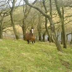 Dansk Varmblod Robina Sølyst