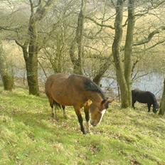 Dansk Varmblod Robina Sølyst