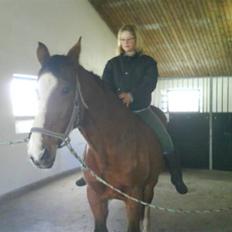 Dansk Varmblod Robina Sølyst