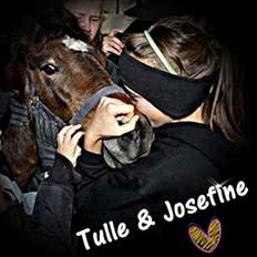 Anden særlig race Tulle (fundet igen) 