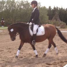 Anden særlig race Tulle (fundet igen) 