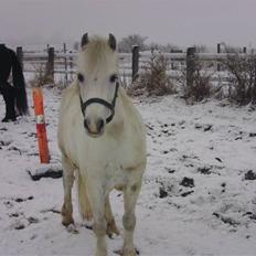 Welsh Mountain (sec A) Backersdals Senator