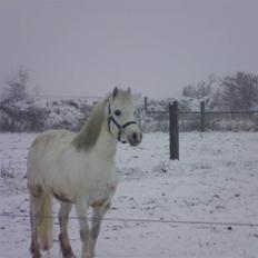 Welsh Mountain (sec A) Backersdals Senator