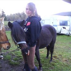 Anden særlig race Flicka (fundet igen)