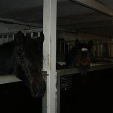 Anden særlig race Flicka (fundet igen)