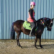 Anden særlig race Flicka (fundet igen)