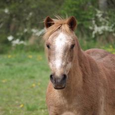 Anden særlig race Trixtan <3 mitet&alt