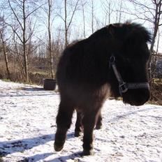 Shetlænder Majsens Ditten.