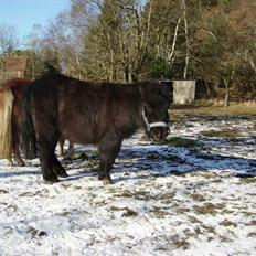 Shetlænder Majsens Ditten.