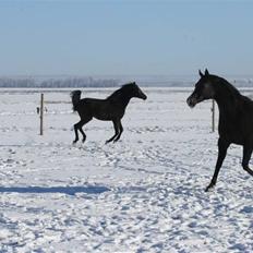 Arabisk fuldblod (OX) Kubinijah