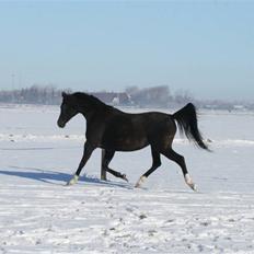 Arabisk fuldblod (OX) Kubinijah