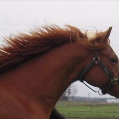 Fuldblod (XX) Don't Hide Me