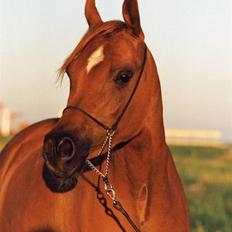 Arabisk fuldblod (OX) Fadjah.