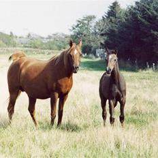 Arabisk fuldblod (OX) Fadjah.