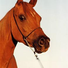 Arabisk fuldblod (OX) Fadjah.