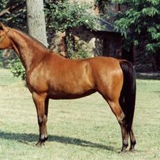 Arabisk fuldblod (OX) Nico R.I.P