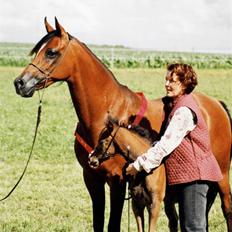 Arabisk fuldblod (OX) Nico R.I.P