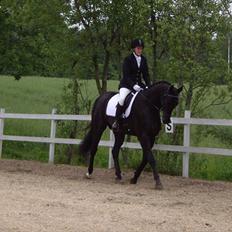 Dansk Varmblod ERA Don Pedro