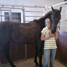 Dansk Varmblod ERA Don Pedro