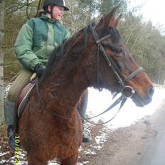 Dansk Varmblod Gry - min part!