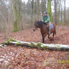 Dansk Varmblod Gry - min part!