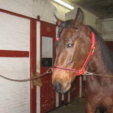 Traver Nimbus ( pas hest) Solgt 