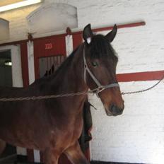 Traver Nimbus ( pas hest) Solgt 