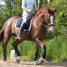 Dansk Varmblod Agersbøls Smilla