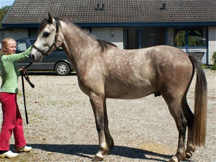 DSP Jock Southfork  billede 1