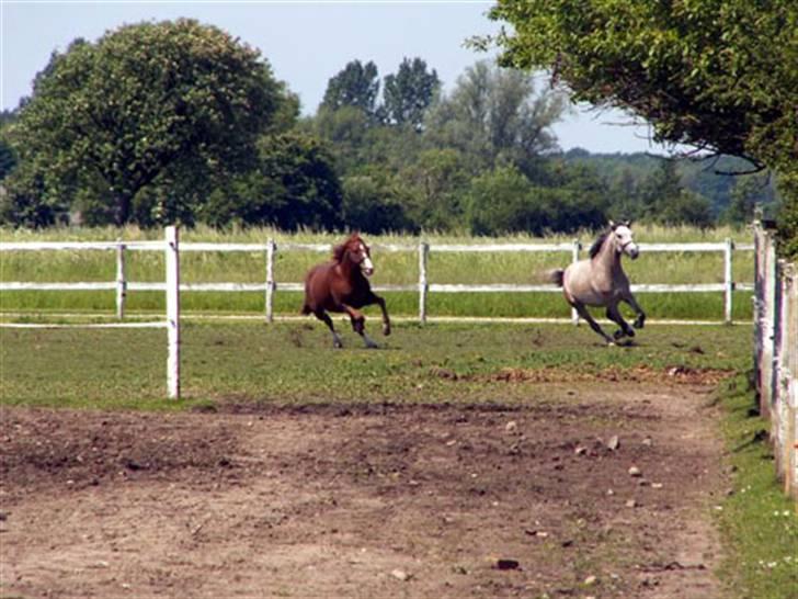 DSP Jock Southfork  - Yes på fold med min ven Chaos :O) billede 4