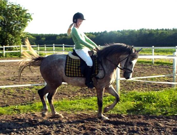 DSP Jock Southfork  billede 6