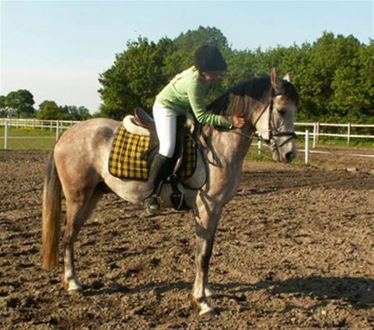 DSP Jock Southfork  billede 7