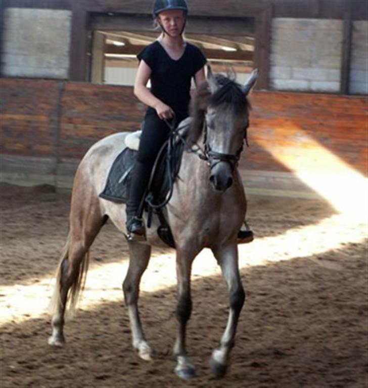 DSP Jock Southfork  billede 9