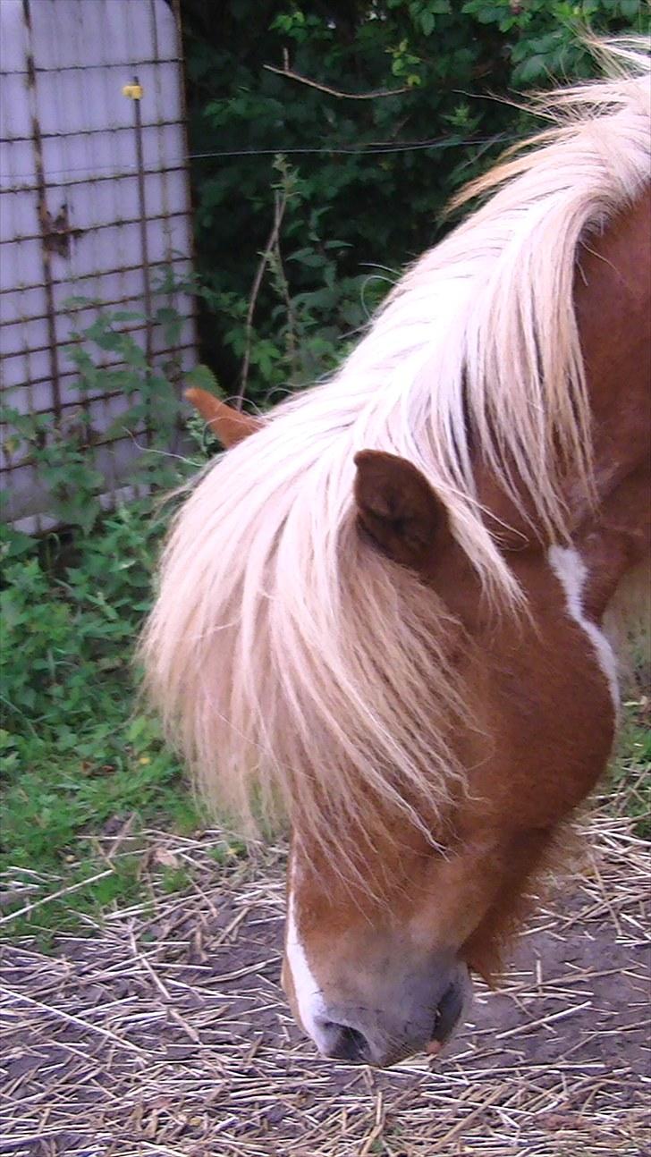 Islænder Glatnir f. Kølhede - Dette er miin lille Glatnir<3 Foto: miig billede 2