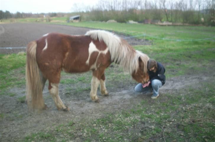 Islænder Glatnir f. Kølhede - Hmmm... Min lille skat<3 Foto: Marie billede 5