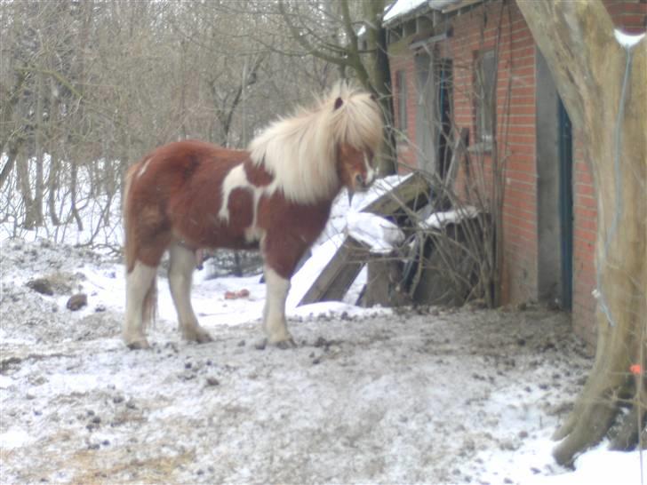 Islænder Glatnir f. Kølhede - På vinterfold... Foto: miig billede 6