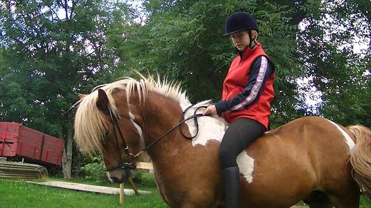 Islænder Glatnir f. Kølhede - Se os lige, Den lille hest kan jo godt<3 Foto: Sissel billede 7