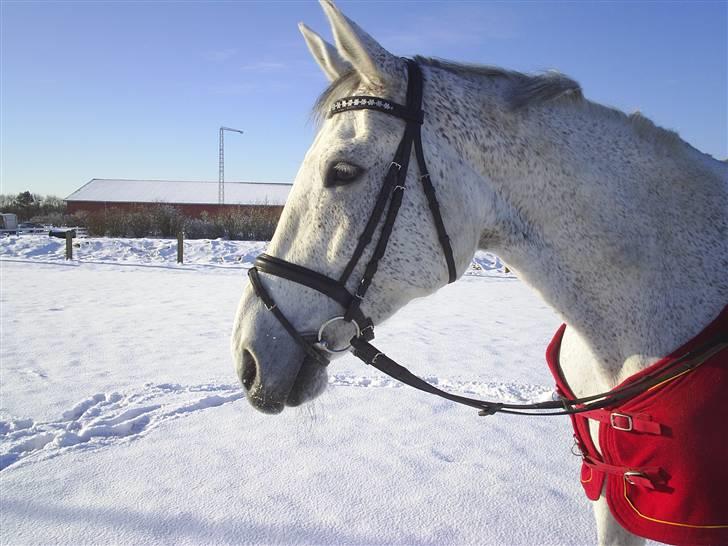 Dansk Varmblod Aglaia (R.I.P  2011) billede 20