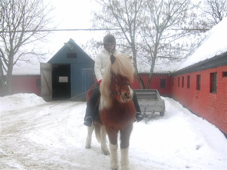 Islænder Glatnir f. Kølhede - Vi skal ud i sneen og ride... Foto: Sissel billede 8