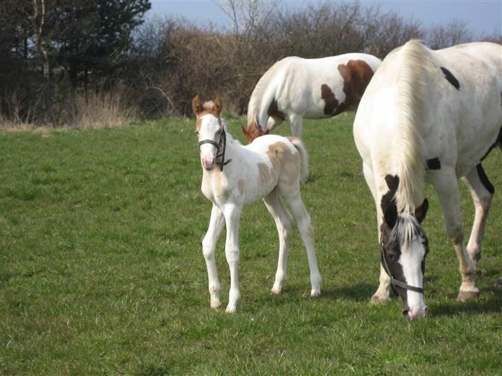 Pinto Damsgaards Cujo. - Første dag uden for billede 1