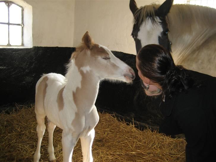 Pinto Damsgaards Cujo. - To dage gammel, og ja.... KYS billede 2