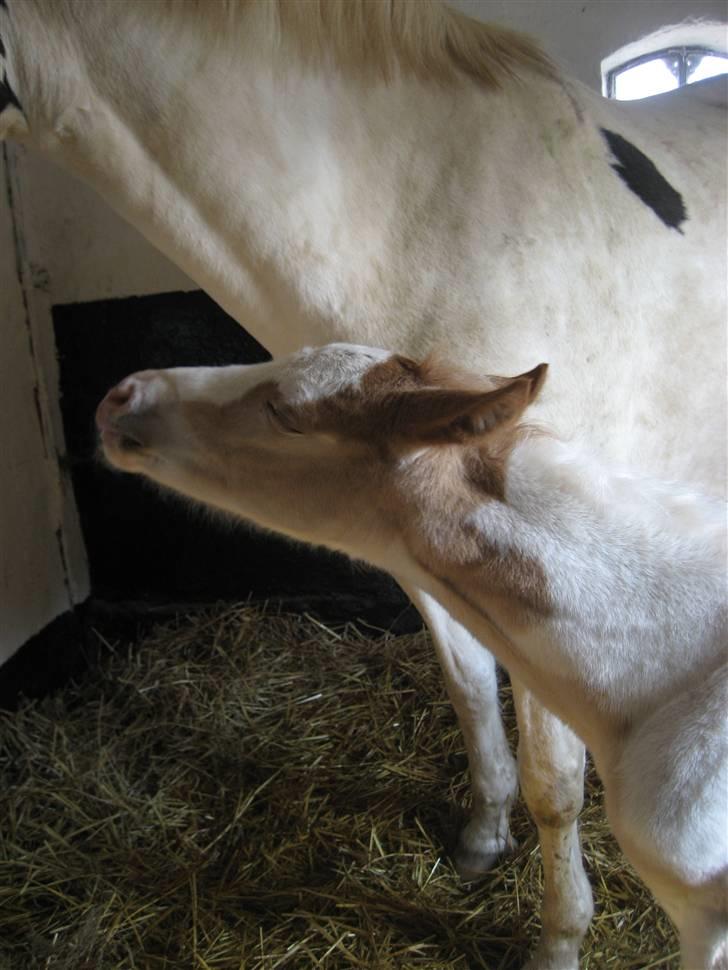 Pinto Damsgaards Cujo. - Mmmm. Gad vide..... billede 3