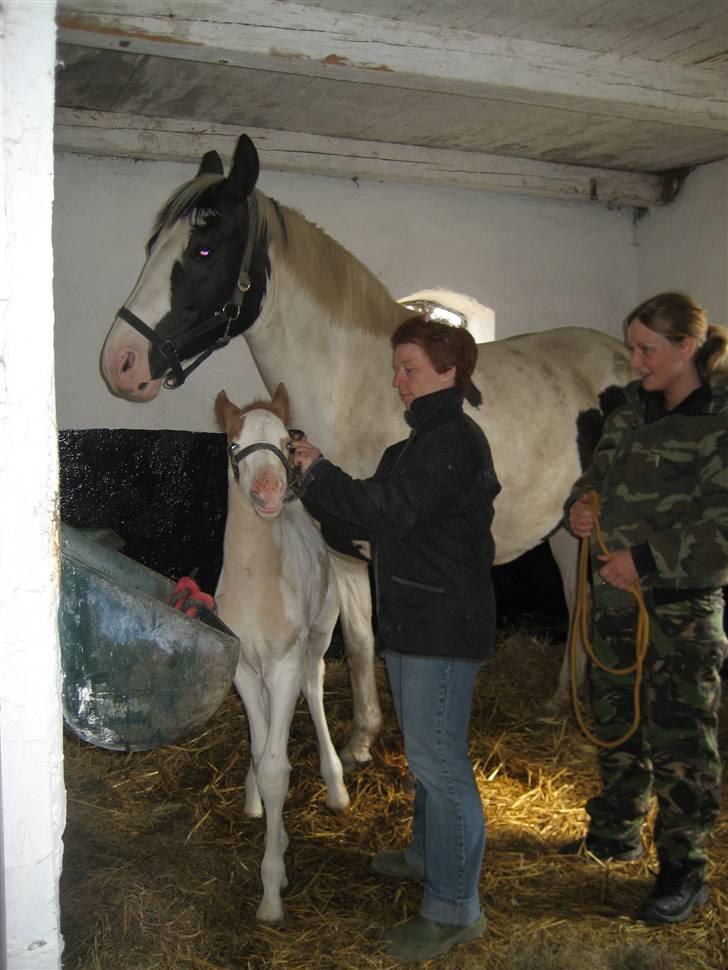 Pinto Damsgaards Cujo. - Grimme på for første gang ikke sjovt... :) billede 4