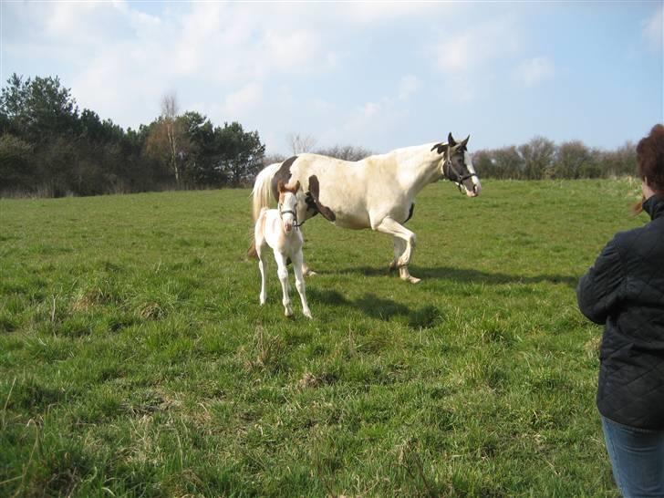 Pinto Damsgaards Cujo. - På fold. billede 5