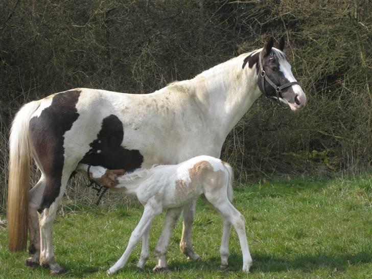 Pinto Damsgaards Cujo. - En tår og drikke, det skal der jo til engang imellem billede 6