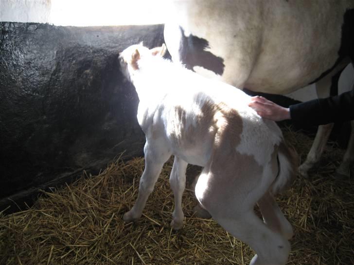 Pinto Damsgaards Cujo. - ÅRHhhhh Ja lige der.... billede 7